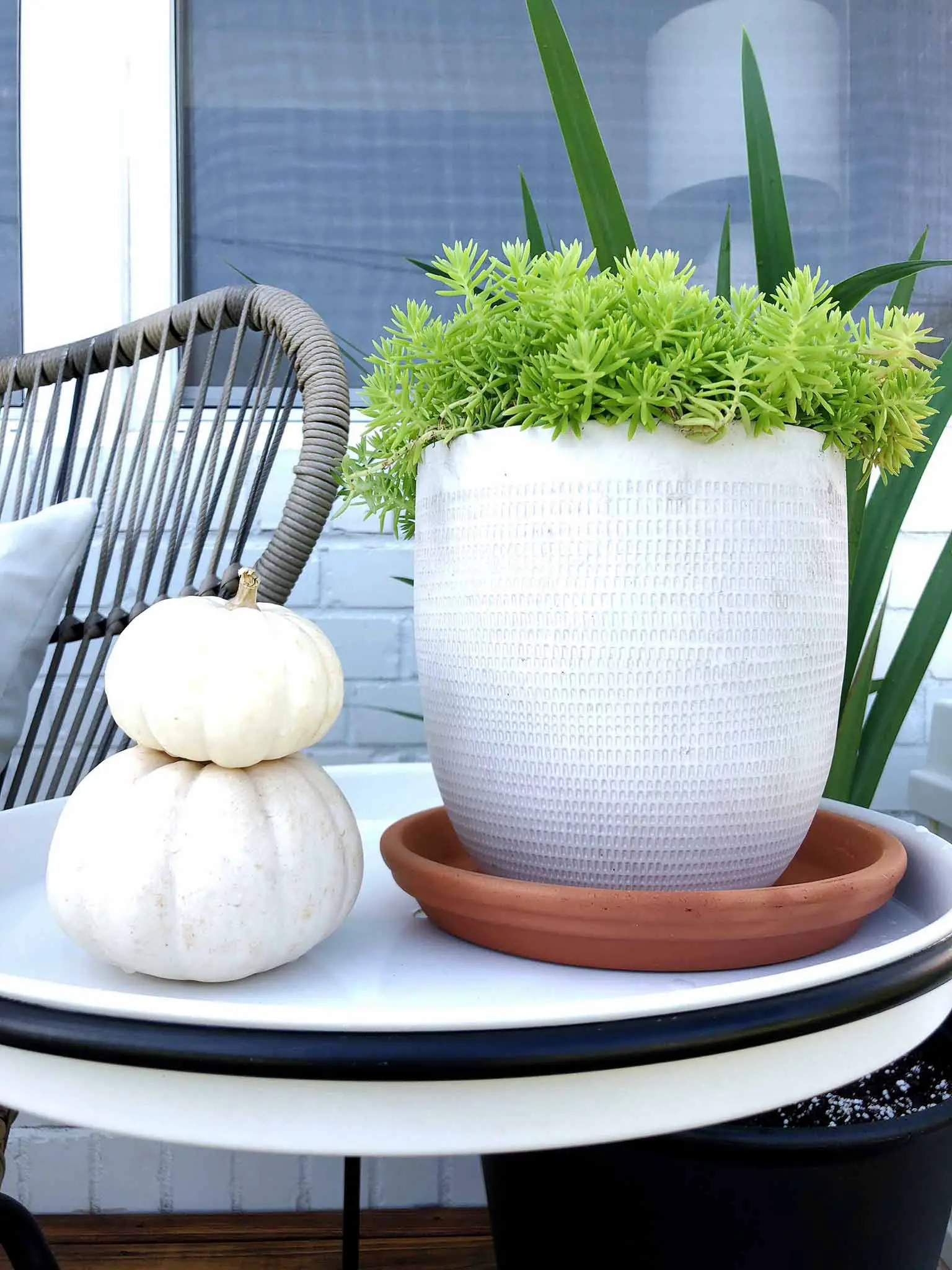 Succulents and pumpkins - Front porch fall makeover reveal - That Homebird Life Blog