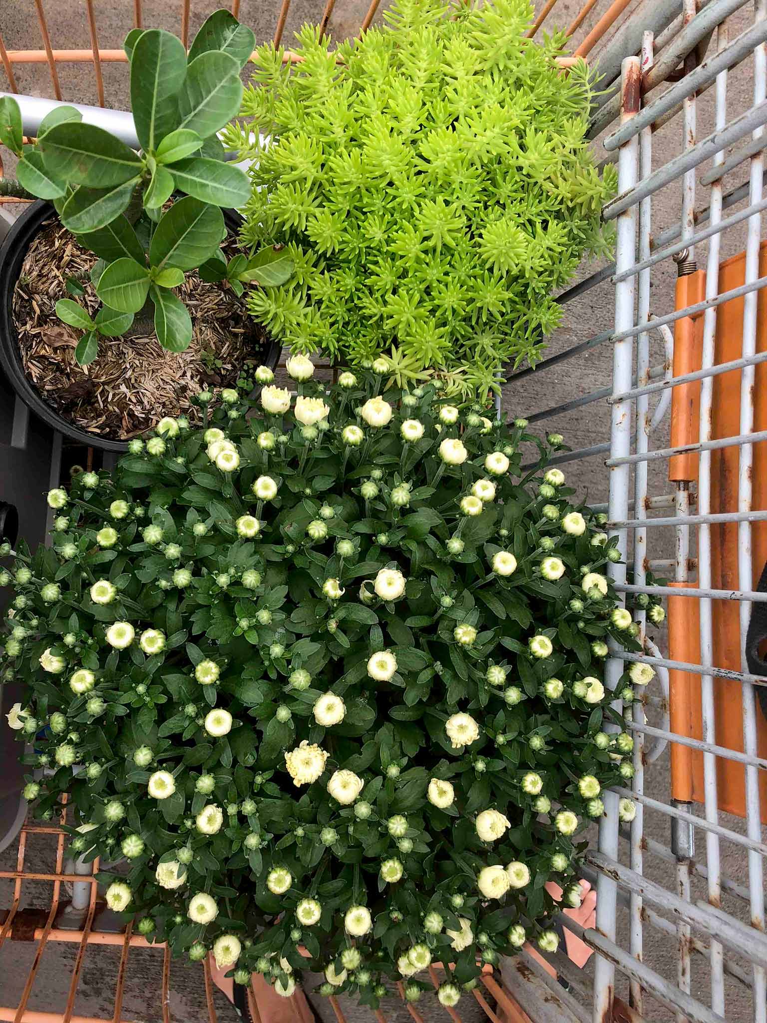 How I Refreshed and Decorated My Front Porch for Fall